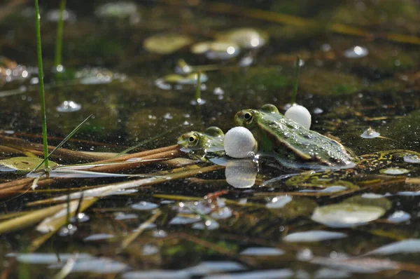 Rana Verde Apareándose Los Humedales Primavera Reproducción Anfibios — Foto de Stock