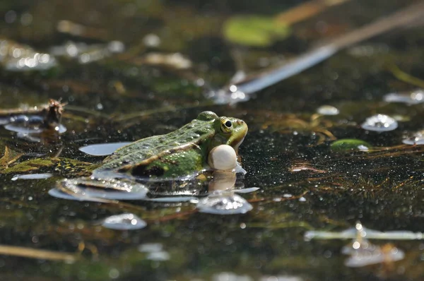 Grünfroschpaarung Den Feuchtgebieten Frühling Und Fortpflanzung Der Amphibien — Stockfoto