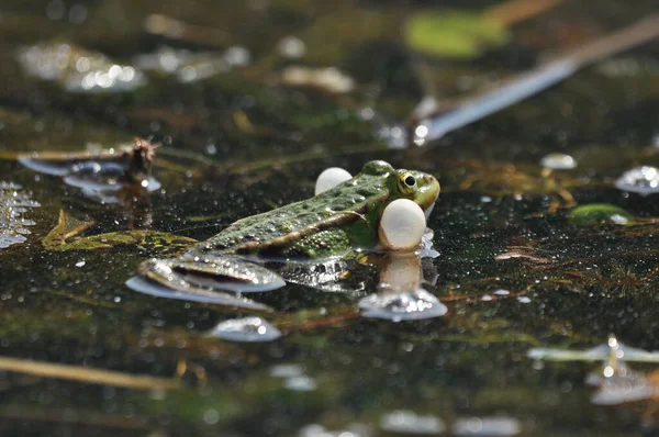 Rana Verde Apareándose Los Humedales Primavera Reproducción Anfibios — Foto de Stock