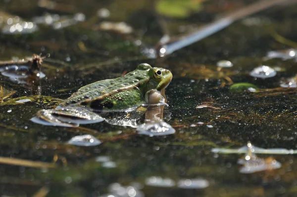 Rana Verde Apareándose Los Humedales Primavera Reproducción Anfibios — Foto de Stock