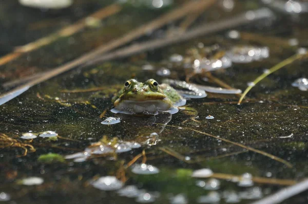Rana Verde Apareándose Los Humedales Primavera Reproducción Anfibios — Foto de Stock