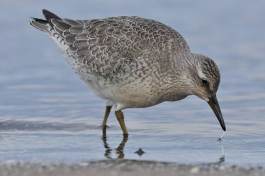 Deniz kıyısında düğüm atmak. Genç, gri bir kuş, sonbahar göçü sırasında Atlantik Okyanusu kıyısındaki kışı geçirmek için yiyecek topluyor..