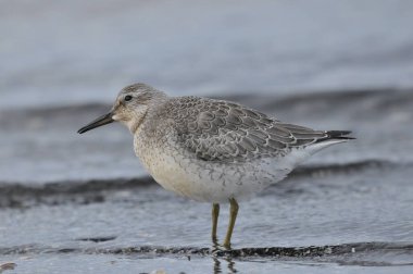 Deniz kıyısında düğüm atmak. Genç, gri bir kuş, sonbahar göçü sırasında Atlantik Okyanusu kıyısındaki kışı geçirmek için yiyecek topluyor..