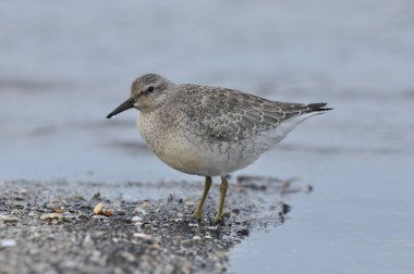 Deniz kıyısında düğüm atmak. Genç, gri bir kuş, sonbahar göçü sırasında Atlantik Okyanusu kıyısındaki kışı geçirmek için yiyecek topluyor..