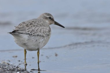 Deniz kıyısında düğüm atmak. Genç, gri bir kuş, sonbahar göçü sırasında Atlantik Okyanusu kıyısındaki kışı geçirmek için yiyecek topluyor..