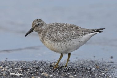 Deniz kıyısında düğüm atmak. Genç, gri bir kuş, sonbahar göçü sırasında Atlantik Okyanusu kıyısındaki kışı geçirmek için yiyecek topluyor..