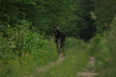 Geyik, ormanda yiyecek arayan uzun bacaklı büyük bir memeli.