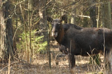 Geyik, ormanda yiyecek arayan uzun bacaklı büyük bir memeli.