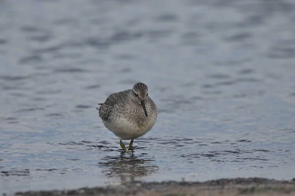 Nudo Alimentándose Costa Del Mar Pájaro Joven Gris Gana Alimento —  Fotos de Stock