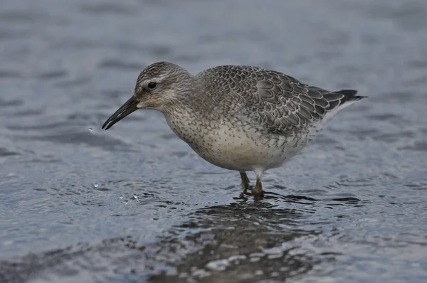 Knot Feeding Sea Coast Young Gray Bird Gains Food Its — Stock Photo, Image