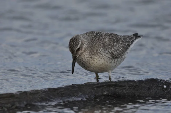 Knoop Zich Aan Zeekust Een Jonge Grijze Vogel Wint Voedsel — Stockfoto