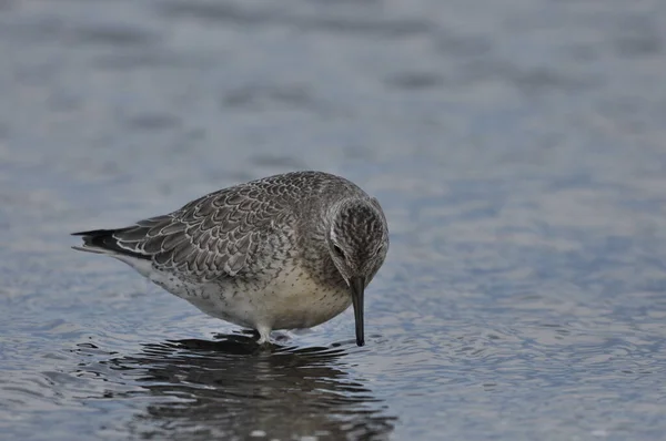 Nœud Nourrissant Sur Côte Jeune Oiseau Gris Gagne Nourriture Lors — Photo