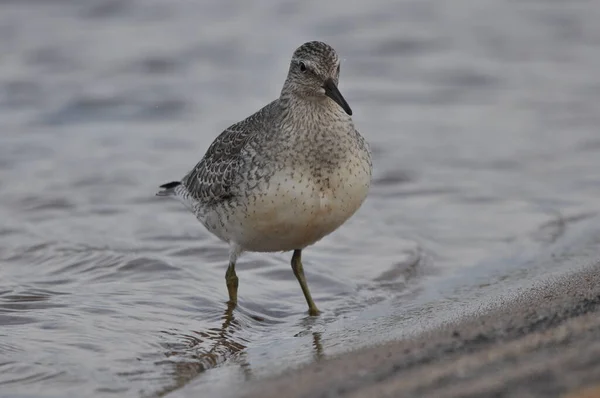 Knoop Zich Aan Zeekust Een Jonge Grijze Vogel Wint Voedsel — Stockfoto