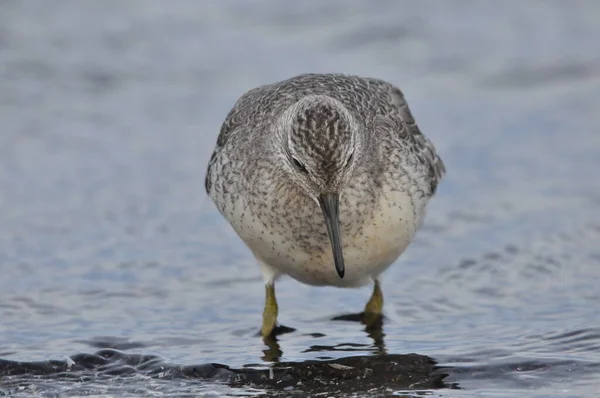 Nœud Nourrissant Sur Côte Jeune Oiseau Gris Gagne Nourriture Lors — Photo