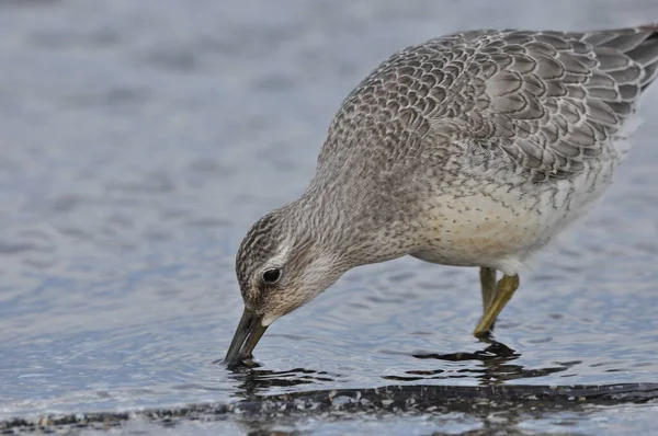 Knotenfütterung Der Küste Ein Junger Grauer Vogel Ernährt Sich Während — Stockfoto
