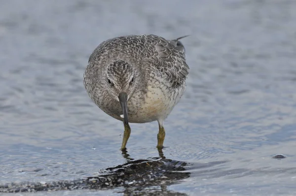 Knoop Zich Aan Zeekust Een Jonge Grijze Vogel Wint Voedsel — Stockfoto