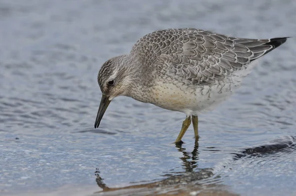 Nœud Nourrissant Sur Côte Jeune Oiseau Gris Gagne Nourriture Lors — Photo