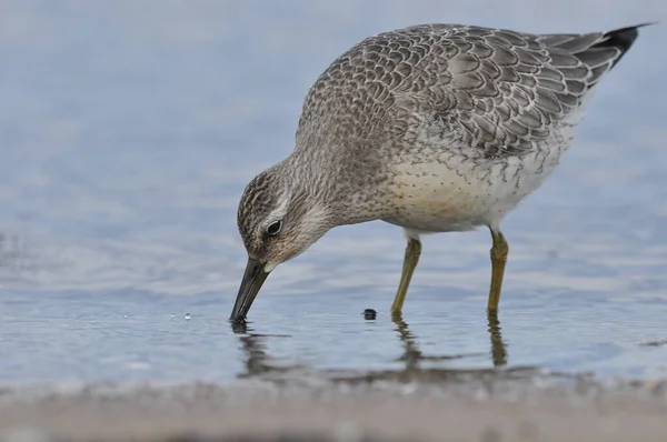 Knotenfütterung Der Küste Ein Junger Grauer Vogel Ernährt Sich Während — Stockfoto