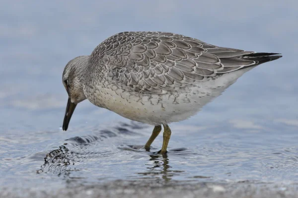 不在海滨觅食 一只灰色的小鸟在秋季迁徙到大西洋边的冬季栖息地时觅食 — 图库照片
