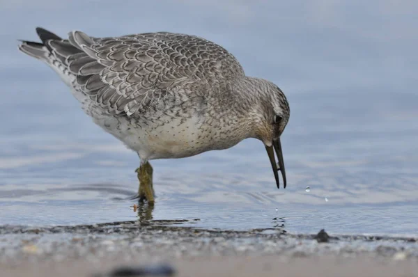 Knot Feeding Sea Coast Young Gray Bird Gains Food Its — Stock Photo, Image