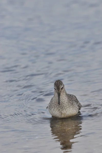 Nudo Alimentándose Costa Del Mar Pájaro Joven Gris Gana Alimento —  Fotos de Stock