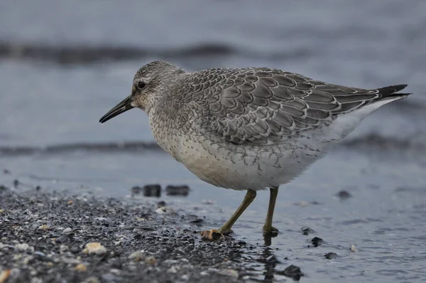 Knot Feeding Sea Coast Young Gray Bird Gains Food Its — Stock Photo, Image
