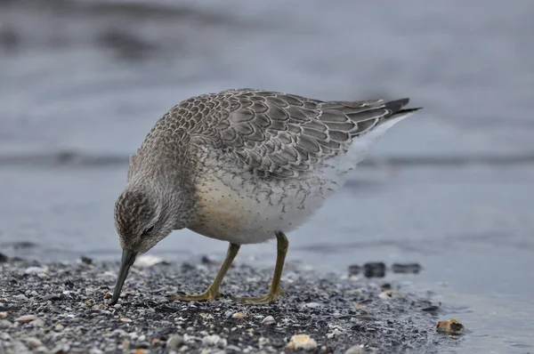 Knot Feeding Sea Coast Young Gray Bird Gains Food Its — Stock Photo, Image