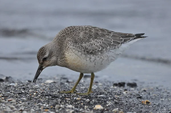 Nœud Nourrissant Sur Côte Jeune Oiseau Gris Gagne Nourriture Lors — Photo