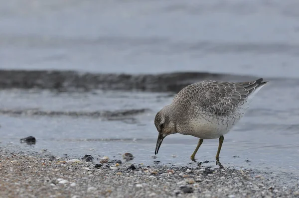 Nudo Alimentándose Costa Del Mar Pájaro Joven Gris Gana Alimento — Foto de Stock