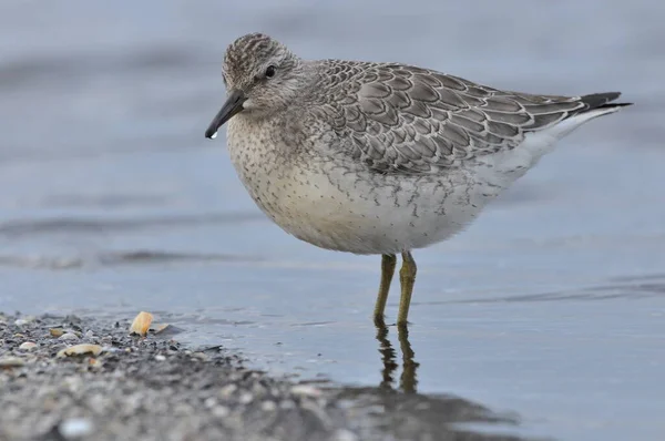 海岸での餌やりは禁止だ 若い灰色の鳥は 秋の大西洋による冬の地面への移行中に食べ物を得ます — ストック写真