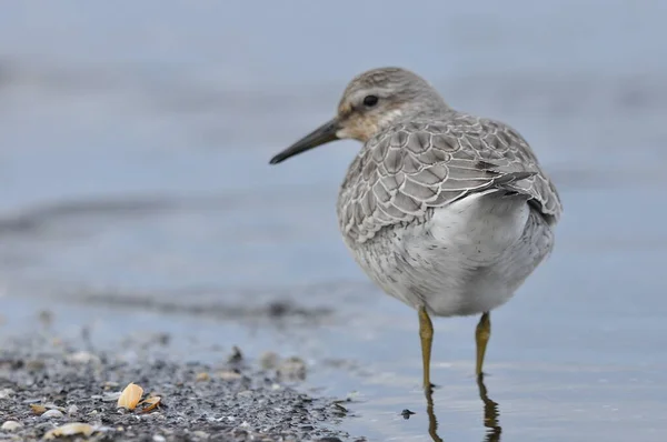 Knoop Zich Aan Zeekust Een Jonge Grijze Vogel Wint Voedsel — Stockfoto