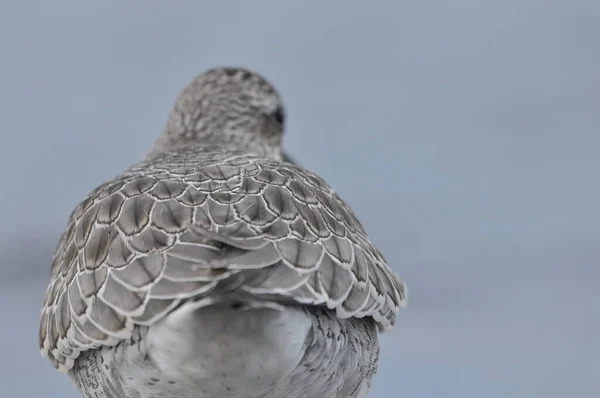 Uzel Krmící Mořském Pobřeží Mladý Šedý Pták Získává Potravu Během — Stock fotografie