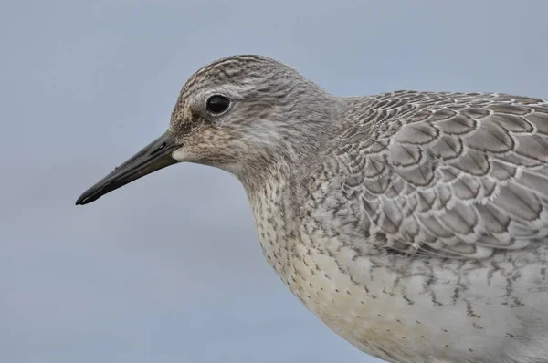 Nudo Alimentándose Costa Del Mar Pájaro Joven Gris Gana Alimento —  Fotos de Stock