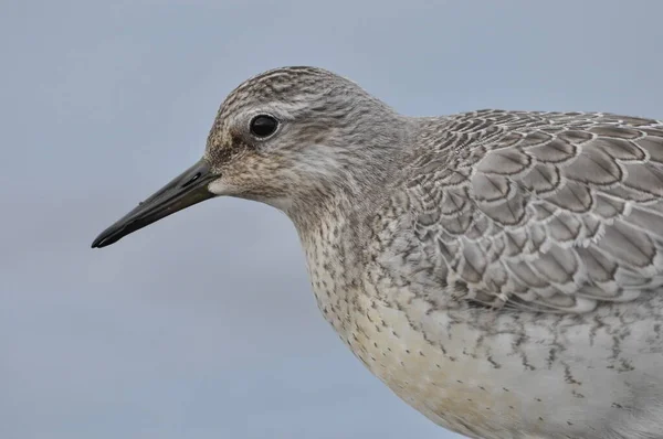 Nudo Alimentándose Costa Del Mar Pájaro Joven Gris Gana Alimento — Foto de Stock