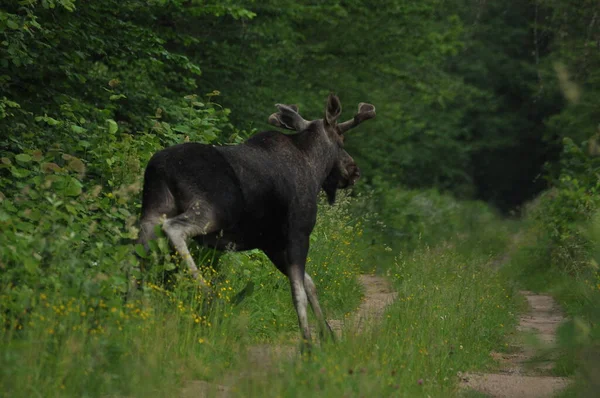 Moose Ένα Μεγάλο Θηλαστικό Μακριά Πόδια Αναζήτηση Τροφής Στο Δάσος — Φωτογραφία Αρχείου