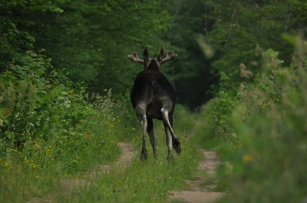 Moose Ένα Μεγάλο Θηλαστικό Μακριά Πόδια Αναζήτηση Τροφής Στο Δάσος — Φωτογραφία Αρχείου