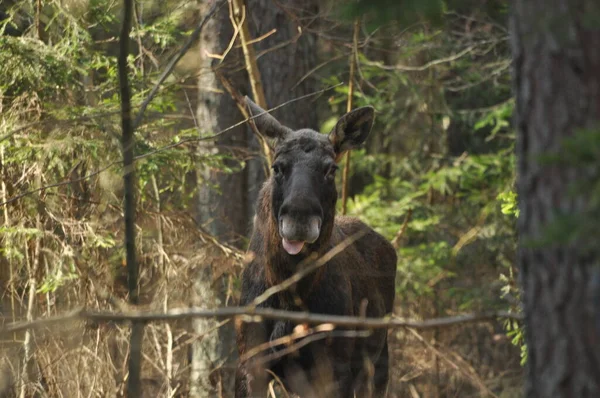 Moose Ένα Μεγάλο Θηλαστικό Μακριά Πόδια Αναζήτηση Τροφής Στο Δάσος — Φωτογραφία Αρχείου