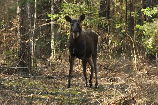 Moose Ένα Μεγάλο Θηλαστικό Μακριά Πόδια Αναζήτηση Τροφής Στο Δάσος — Φωτογραφία Αρχείου