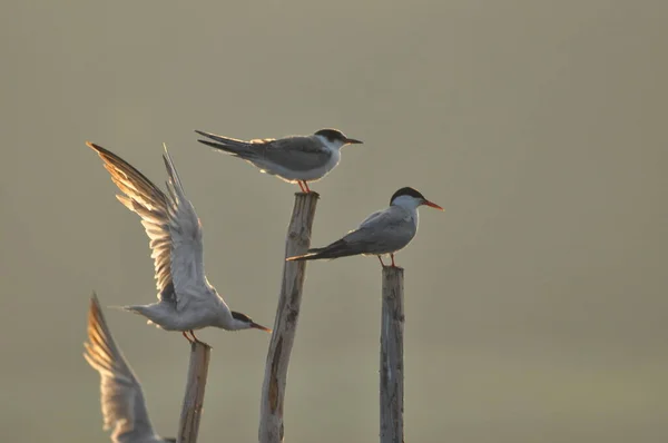 Tern Comum Pássaro Ágil Que Caça Peixes Com Espécimes Sentados — Fotografia de Stock