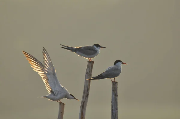 Sterne Pierregarin Oiseau Agile Qui Chasse Poisson Avec Des Spécimens — Photo