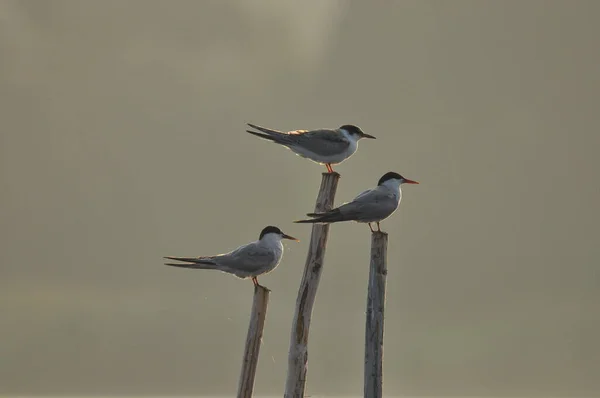 Sterne Pierregarin Oiseau Agile Qui Chasse Poisson Avec Des Spécimens — Photo