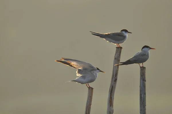 Tern Comum Pássaro Ágil Que Caça Peixes Com Espécimes Sentados — Fotografia de Stock