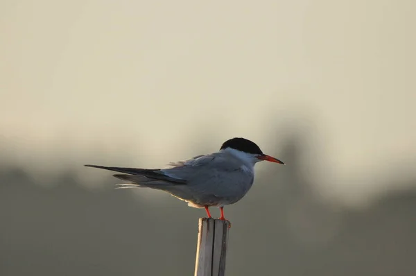 Common Tern Uccello Agile Che Caccia Pesci Con Esemplari Seduti — Foto Stock