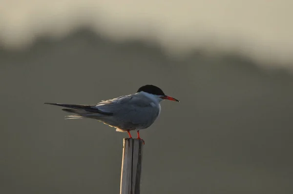 Common Tern Agile Bird Hunts Fish Specimens Sitting Poles Sticking — стоковое фото