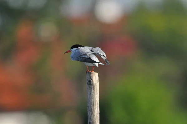 Sterne Pierregarin Oiseau Agile Qui Chasse Poisson Avec Des Spécimens — Photo