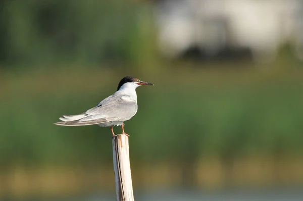 Common Tern Uccello Agile Che Caccia Pesci Con Esemplari Seduti — Foto Stock