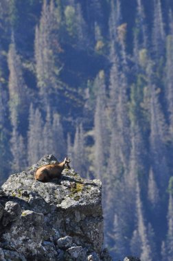 Dağ keçileri, Tatra Ulusal Parkı 'ndaki tepelerde keçiler. Memeliler kayalıklar ve sırtlar arasında otlayıp dinleniyorlar..