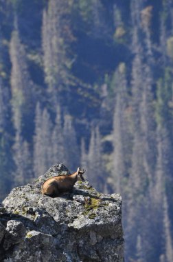 Dağ keçileri, Tatra Ulusal Parkı 'ndaki tepelerde keçiler. Memeliler kayalıklar ve sırtlar arasında otlayıp dinleniyorlar..