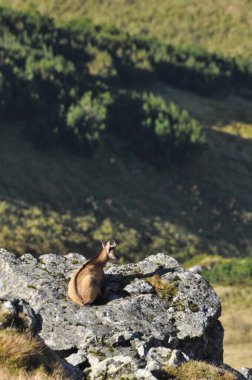 Dağ keçileri, Tatra Ulusal Parkı 'ndaki tepelerde keçiler. Memeliler kayalıklar ve sırtlar arasında otlayıp dinleniyorlar..