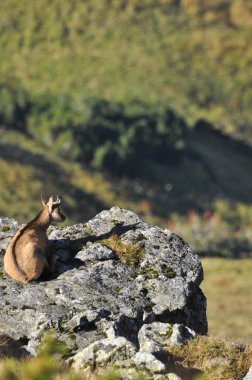 Dağ keçileri, Tatra Ulusal Parkı 'ndaki tepelerde keçiler. Memeliler kayalıklar ve sırtlar arasında otlayıp dinleniyorlar..